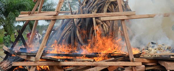 Five tons of ivory worth around 10 million euros ($14 million) burn on June 27, 2011 in Libreville to mark his government's commitment to battling poachers and saving elephants. The pyre that was kindled in the capital Libreville represented the west African nation's entire government stockpile and would have required the killing of some 850 elephants. AFP PHOTO / WILS YANICK MANIENGUI (Photo credit should read WILS YANICK MANIENGUI/AFP/GettyImages)