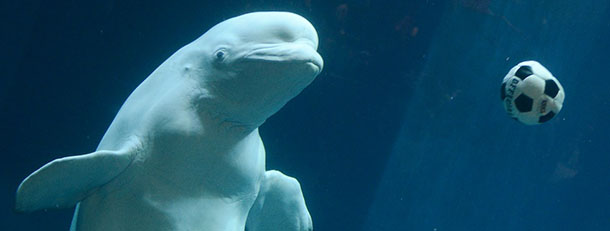 A beluga whale plays with a football at the Beijing Aquarium on May 30, 2012. The aquarium, which is the largest in China and shaped like a huge conch shell, was named by state media as a "Beijing civilized Tourist Scenic Spot" and houses more than 1,000 marine species and freshwater fish. AFP PHOTO / Mark RALSTON (Photo credit should read MARK RALSTON/AFP/GettyImages)