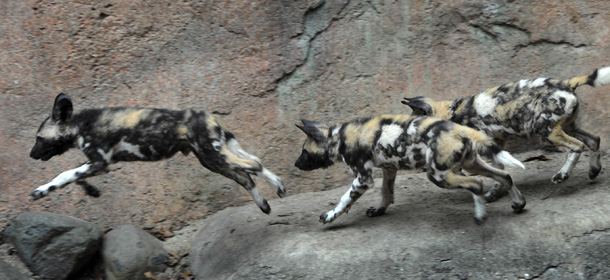 This photo provided by the Chicago Zoological Society shows, some of the Brookfield Zoo's 10 African wild dog puppies, who were born on Nov. 25, 2010, now appearing regularly in their outdoor habitat Tuesday, March, 15, 2011 in Brookfield, Ill. Brookfield Zoo is one of 11 accredited North American zoos to have a breeding group and one of only three zoos to produce litters this past year. Once common in virtually every environment in southern Africa, excluding rain forests and the driest deserts, African wild dogs now inhabit only the savannahs and grasslands, making them one of the continentÃ­s most endangered predators.(AP Photo/Chicago Zoological Society, Jim Schulz) NO SALES