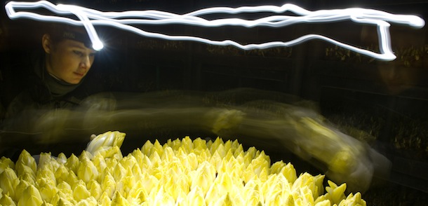 An employee of Landgut Pretschen wears a head light as she checks the chicory production on December 13, 2011. Also called Belgian endives the plant is cultivated in underground or indoors to avoid the leaves turning green and opening up from the sunlight. AFP PHOTO / PATRICK PLEUL ++ GERMANY OUT (Photo credit should read PATRICK PLEUL/AFP/Getty Images)
