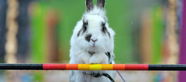 A rabbit clears an obstacle during the Kaninhop championship on July 7, 2012 in Jena, eastern Germany. 30 rabbit owners and their around 60 rabbits compete in the event hosted by the 1. ThÂ¸ringer Kaninchensport Jena e.V. rabbit sports association. Competitors take part in four different categories, with an obstacle height ranging between 25 and 40 centimeters. AFP PHOTO / MARTIN SCHUTT GERMANY OUT (Photo credit should read MARTIN SCHUTT/AFP/GettyImages)