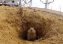 Lo scoiattolo del cosmodromo di Baikonur