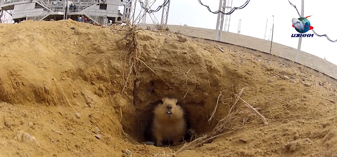 Lo scoiattolo del cosmodromo di Baikonur