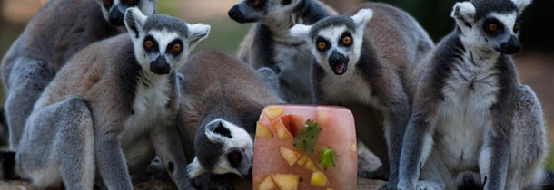 RAMAT GAN, ISRAEL - JULY 12: Ring tailed lemurs sit around an ice block of frozen fruit to help them cool off at the Ramat Gan Safari Zoo on July 12, 2012 in Ramat Gan, near Tel Aviv, Israel. Temperatures reached a high of 34 Celsius (93 degrees Fahrenheit) in Tel Aviv. (Photo by Uriel Sinai/Getty Images)