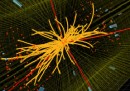 La diretta dal CERN sul bosone di Higgs