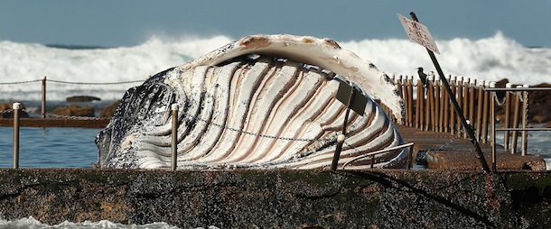 The carcass of a male sub-adult humpback whale washed up at New Port Beach overnight at Newport Beach overnight on August 1, 2012 in Sydney, Australia.