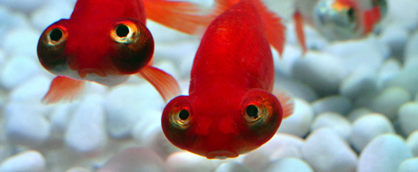 Telescope-eyed goldfish swim in a tank as part of an art exhibition 'Art Aquarium' during a press preview in Tokyo on August 16, 2012. The exhibition, designed by aquarist Hidetomo Kimura, will begin from August 17 through September 24. AFP PHOTO / Yoshikazu TSUNO (Photo credit should read YOSHIKAZU TSUNO/AFP/GettyImages)