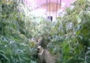 La mega-piantagione di marijuana scoperta sottoterra a Roma