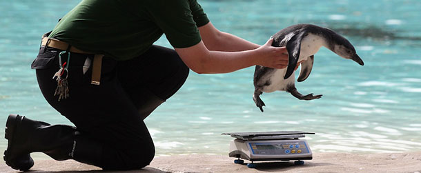 LONDON, ENGLAND - AUGUST 22: Zookeeper Vicky Fyson, at ZSL London Zoo, weighs and measures penguins during the zoo's annual weigh-in on August 22, 2012 in London, England. The height and mass of every animal in the zoo, of which there are over 16,000, needs to be recorded. The measurements are collated in the Zoological Information Management System, from which zoologists can use the data to compare information on thousands of endangered species. (Photo by Oli Scarff/Getty Images)