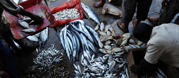 TO GO WITH SriLanka-environment-fishing, FEATURE by Mel Gunasekera This photo taken on August 19, 2010 shows a Sri Lankan vendor arranging his stock at a fish market in the island&#8217;s seaport town of Trincomalee. Fishing has hit hard times in the once war-battered town of Trincomalee as large scale fishing boats resort to illegal fishing methods like dynamite or purse seine nets that destroy fish eggs and hatchlings. AFP PHOTO / Ishara S.KODIKARA (Photo credit should read Ishara S.KODIKARA/AFP/Getty Images)
