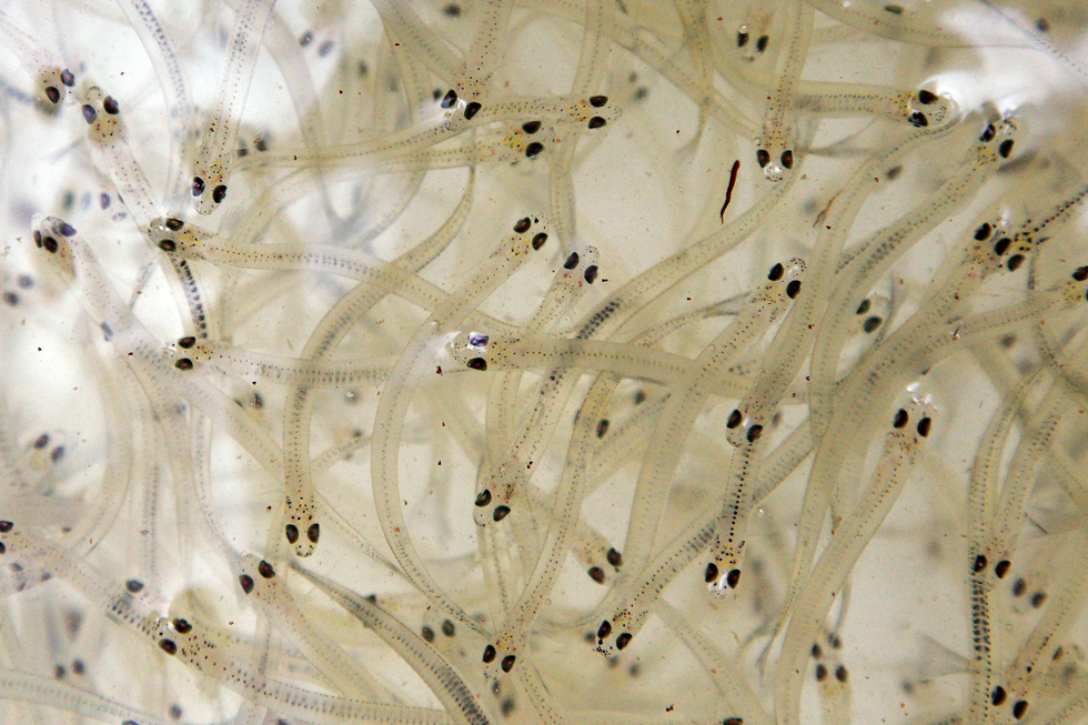 Domenica 2 settembre