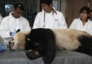 La visita medica del panda