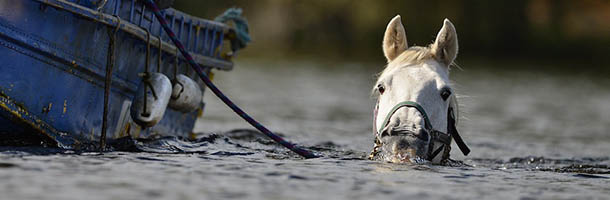 Susan Gell and Roy Rodgers, swim their horse Shoshoni in Loch Lomond on September 19,2012 in Luss,Scotland. Roy and Susan both live on Inchtavannaich Island on Loch Lomond and regularly take their horses to the mainland for exercise by letting them swim. Loch Lomond is the largest freshwater loch in Scotland with about thirty islands.
