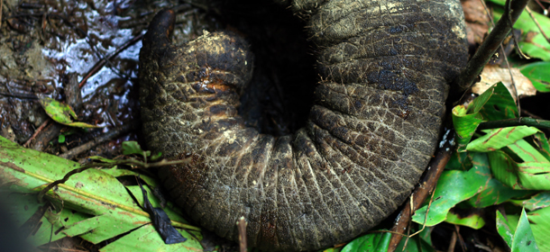 Picture taken at Serba Jadi sub-district in East Aceh, Aceh province, on December 10, 2010 shows a trunk of a dead elephant. Three endangered Sumatran elephants have been found dead after their herd rampaged through a village in western Indonesia, a conservationist and officials said. The cause of the animals' deaths is being investigated but a local conservationist said they might have died after eating poison intended for wild boars as they scavenged for food at village stores. There are up to 3,350 Sumatran elephants remaining in the wild, according to the environmental group WWF. AFP PHOTO / SUTANTA ADITIYA (Photo credit should read SUTANTA ADITIYA/AFP/Getty Images)