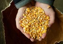 Sull'allarmismo contro gli OGM
