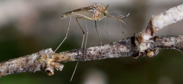 MARTINEZ, CA - APRIL 09: A mosquito sits on a stick April 9, 2009 in Martinez, California. Unseasonably warm weather for Northern California in January appears to have brought female mosquitos out of hibernation and have started to breed months ahead of the normal breeding season. Several groups of mosquitos found in a marsh near the Contra Costa County town of Martinez have tested positive for the West Nile Virus prompting county officials to do more testing and releasing mosquito fish in abandoned pools around the county. (Photo by Justin Sullivan/Getty Images)