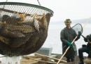 Le polemiche sul nuovo fondo europeo per la pesca