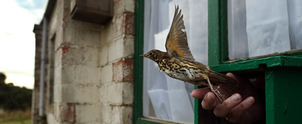 SPURN HEAD, ENGLAND &#8211; OCTOBER 12: British Trust for Ornithology (BTO), volunteer Dave Williams releases a Songthrush after it is fitted with a ring at Spurn Point on October 12, 2012 in Spurn Head, England. The BTO office at Spurn undertakes vital research by capturing migrating birds in mist nets and Heligoland nets before weighing, sexing and recording the birds details to provide long-term monitoring of bird populations and migration. The Spurn Point coastal reserve has been managed by the Yorkshire Wildlife Trust since the 1950&#8242;s after it was purchased from the MOD and comprises of a three and a half mile long, narrow and curving peninsula made up of a series of grassy sand and shingle banks, and mudflats. The reserve which is only 50 metres wide in places lies on the northern bank of the Humber Estuary where the North Sea meets the Humber River and is significantly affected by coastal erosion. Due to Spurn&#8217;s location, it is one of the country?s key areas for ornithological observation, as it is the first land for many migratory species on their way over the North Sea to Scandinavia and beyond. Birdwatchers gather during autumn when they are likely to see an array of different migratory birds including Bramblings, Redstarts, Sparrow hawks, Shrike, Short Eared Owls Storm Petrols, Gannets, Knot and Oystercatchers. Rarer species are also common sightings including Radde&#8217;s Warbler, Nightingale and Firecrest. (Photo by Dan Kitwood/Getty Images)
