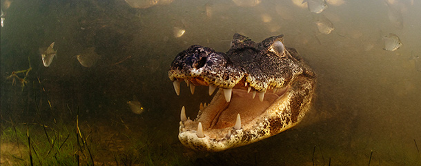 10 grandi foto di animali