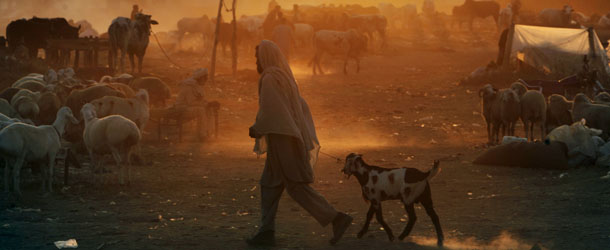 A Pakistani man pulls a goat after buying it from a livestock market set up in a field, for the upcoming Muslim holiday of Eid al-Adha, or &#8220;Feast of Sacrifice&#8221;, during the sunset on the outskirts of Islamabad, Pakistan, Wednesday, Oct. 24, 2012. (AP Photo/Muhammed Muheisen)
