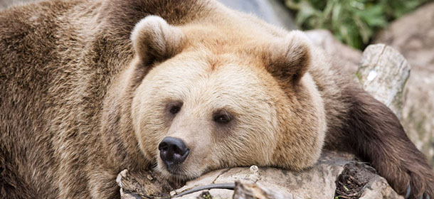 A brown bear takes a nap during the World Animal Day on October 4, 2012 at Korkeasaari Zoo in Helsinki, Finland. AFP PHOTO / LEHTIKUVA / Jarno Mela &#8212; FINLAND OUT &#8212; (Photo credit should read Jarno Mela/AFP/GettyImages)
