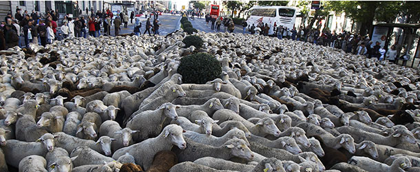 Shepherds lead their sheep through the centre of Madrid, Spain, Sunday, Oct. 28, 2012. Spanish shepherds led flocks of sheep through the streets of downtown Madrid in defense of ancient grazing, migration and droving rights threatened by urban sprawl and man-made frontiers. The rights to droving routes have existed since before Madrid grew from a rural hamlet to the great capital it is today. (AP Photo/Andres Kudacki)
