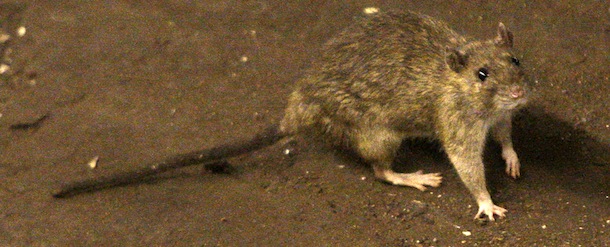 FILE &#8211; In this June 15, 2010 file photo, a rat wanders the subway tracks at Union Square in New York. Hantavirus, West Nile, Lyme disease and now, bubonic plague. The bugs of late summer are biting, although the risk of getting many of these scary-sounding diseases is very small. Bubonic plague can spread through contact with an infected flea, rodent or cat. (AP Photo/Frank Franklin II, File)
