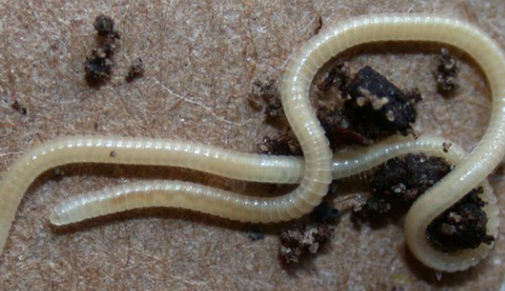 Il video del millepiedi con più zampe