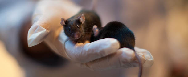 TEL AVIV, ISRAEL &#8211; NOVEMBER 12: (ISRAEL OUT) Developer Eran Lumbroso holds a mouse during a demonstration at The 2nd International Conference of Israel Homeland Security expo on November 12, 2012 in Tel Aviv, Israel. Israels Tamar Group has developed an explosives and drugs detection system, named Bio Explorer, using mice. An airport scanner style unit houses three concealed chambers, each containing eight mice. The animals are trained to run into an alarmed chamber upon substance detection. (Photo by Uriel Sinai/Getty Images)
