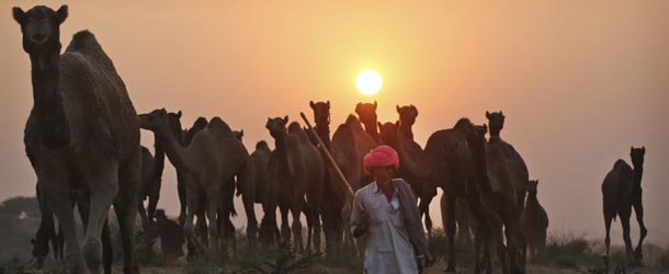 La fiera dei cammelli in India
