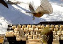 La tastiera per far twittare gli uccelli