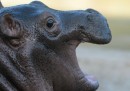 L'ippopotamo nato due settimane fa a Berlino