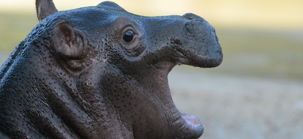 A two weeks old baby hippopotamus is pictured in its outdoor enclosure at the zoo in Berlin on December 7, 2012 .AFP PHOTO / JOHANNES EISELE (Photo credit should read JOHANNES EISELE/AFP/Getty Images)
