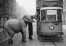 L'elefante e il tram