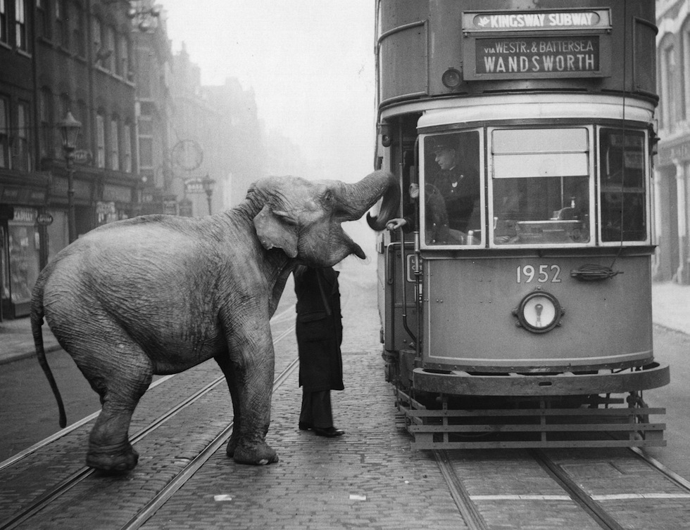L'elefante e il tram