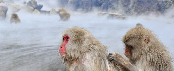 Japanese macaque, commonly referred to as &#8220;snow monkeys&#8221;, take an open-air hot spring bath, or &#8220;onsen&#8221; at the Jigokudani (Hell&#8217;s Valley) Monkey Park in the town of Yamanouchi, Nagano prefecture on December 7, 2012. Some 160 of the monkeys inhabit the area and are a popular tourist draw. AFP PHOTO / KAZUHIRO NOGI (Photo credit should read KAZUHIRO NOGI/AFP/Getty Images)

