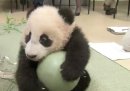 Il cucciolo di panda dello zoo di San Diego e la sua palla verde