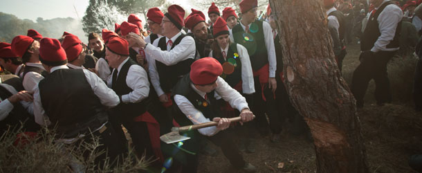 BARCELONA, SPAIN &#8211; DECEMBER 30: &#8216;Galejadors&#8217; chop down the selected pine tree during &#8216;La Festa del Pi&#8217; (The Festival of the Pine) in the village of Centelles on December 30, 2012 in Barcelona, Spain. Early in the morning men and women born in Centelles, who are named &#8216;Galejadors&#8217; wear their traditional costume with the Catalan red hat known as &#8216;Barretina&#8217; and carry their shooting muskets as they walk into the forest to chop down a pine tree, load it on an ox cart and take it to the church in the village. There the pine tree is decorated with five bouquets of apples and wafers and hung inside a church until January 6. The tradition has been documented since 1751 and it is believed its origins are related to the trees and the pagan worship of fertilization related the winter solstice. (Photo by David Ramos/Getty Images)

