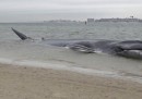 La balena spiaggiata a New York