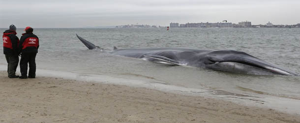 An emaciated 60-foot finback whale that beached itself in the Breezy Point neighborhood of the Rckaways in New York, Wednesday, Dec. 26, 2012. Biologist Mendy Garron says it&#8217;s unclear what caused the whale to beach itself, but its chances of survival appear slim. (AP Photo/Kathy Willens)
