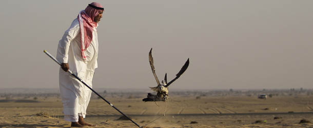 In this Tuesday Nov. 13, 2012 photo, a falcon catches a pigeon body during a training session by Iraqi professional falcon trainer Abu Badr al-Anazi in outskirt desert of Dubai, United Arab Emirates. Starting from October the falconry season continues for seven months in UAE and Arabian peninsula. (AP Photo/Kamran Jebreili)
