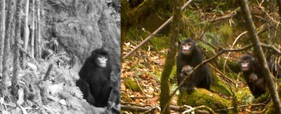 Rhinopithecus strykeri