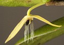 Bulbophyllum nocturnum