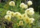 Meconopsis autumnalis