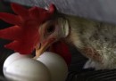 Pacchi, uova e galline