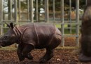 Un rinoceronte di quattro settimane