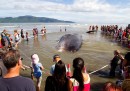 Balena spiaggiata in Nuova Zelanda
