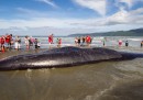 La balena spiaggiata in Nuova Zelanda