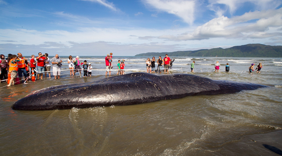 La balena spiaggiata in Nuova Zelanda