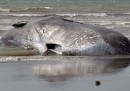 Balena spiaggiata in Nuova Zelanda